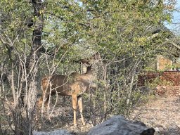 Ethosha Nationalpark